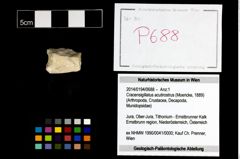 Foto (Objekt + Etikett) von Cracensigillatus acutirostrus (Moericke, 1889)  (NHMW-GEO-2014-0194-0688)